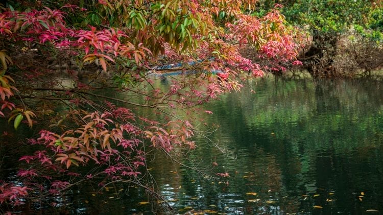 Trekking-cam-trai-rung-la-do-da-man-o-xu-d'ran-gan-da-lat (4)